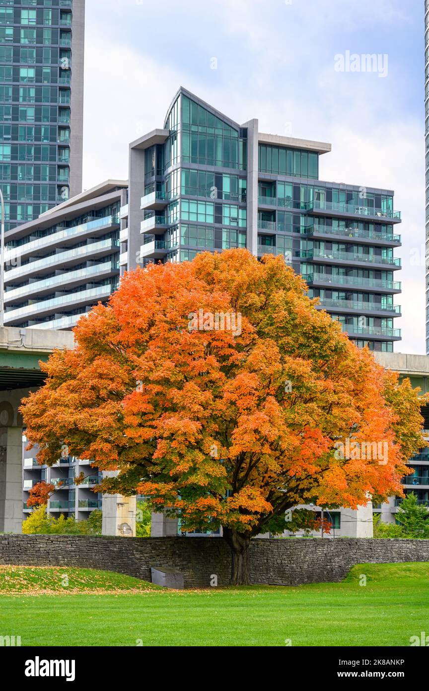 Un albero solitario con colori delle foglie autunnali è in contrasto con un moderno edificio di appartamenti. Foto Stock