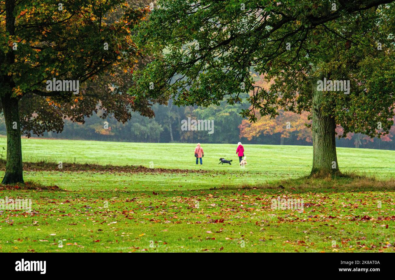 Dundee, Tayside, Scozia, Regno Unito. 22nd ottobre 2022. UK Weather: Il nord-est della Scozia sta vivendo un ottobre umido e misteriosa, con temperature che si aggirano intorno ai 15°C. Gli alberi del Camperdown Park and Wildlife Centre di Dundee stanno diventando di colore autunnale, con le loro foglie disseminate per terra. I residenti locali e gli escursionisti di cani approfittano del clima autunnale trascorrendo la giornata nel parco e ammirando il fogliame autunnale. Credit: Dundee Photographics/Alamy Live News Foto Stock