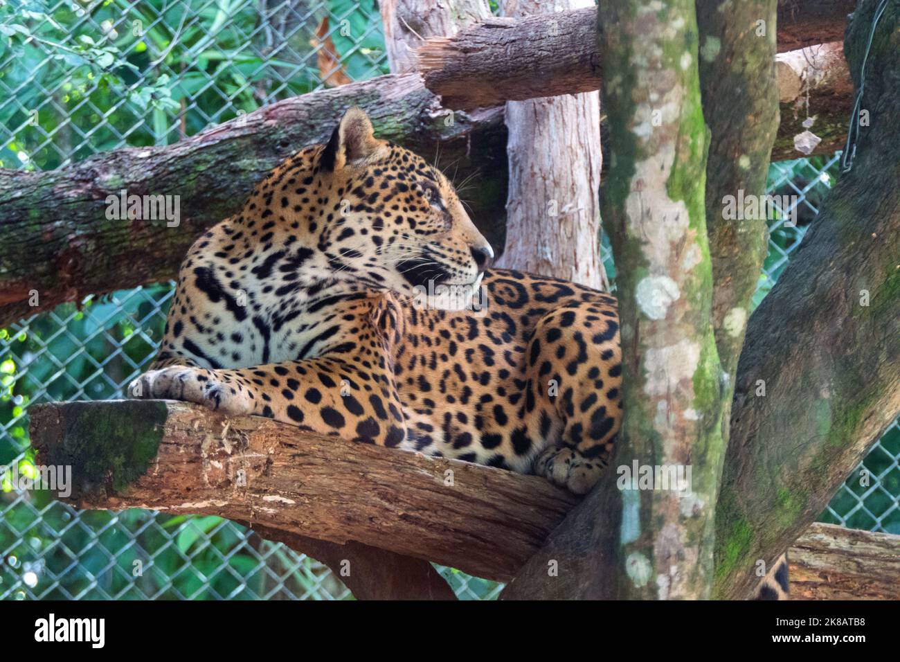 giaguaro femminile nella gabbia dello zoo a Chiapas, Messico. Gatto grande (Panthera onca) in recinto Foto Stock