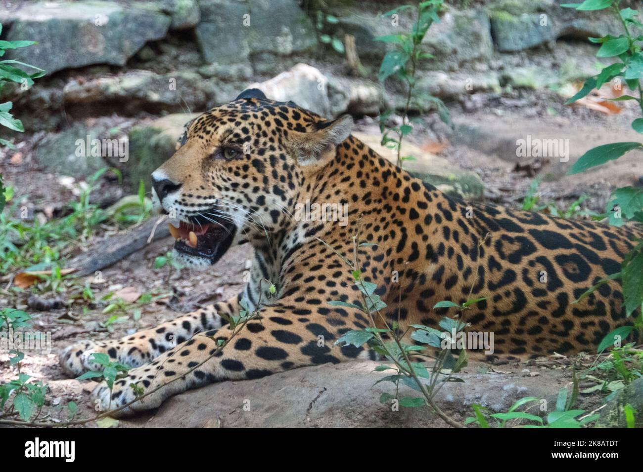 giaguaro femminile nella gabbia dello zoo a Chiapas, Messico. Gatto grande (Panthera onca) in recinto Foto Stock