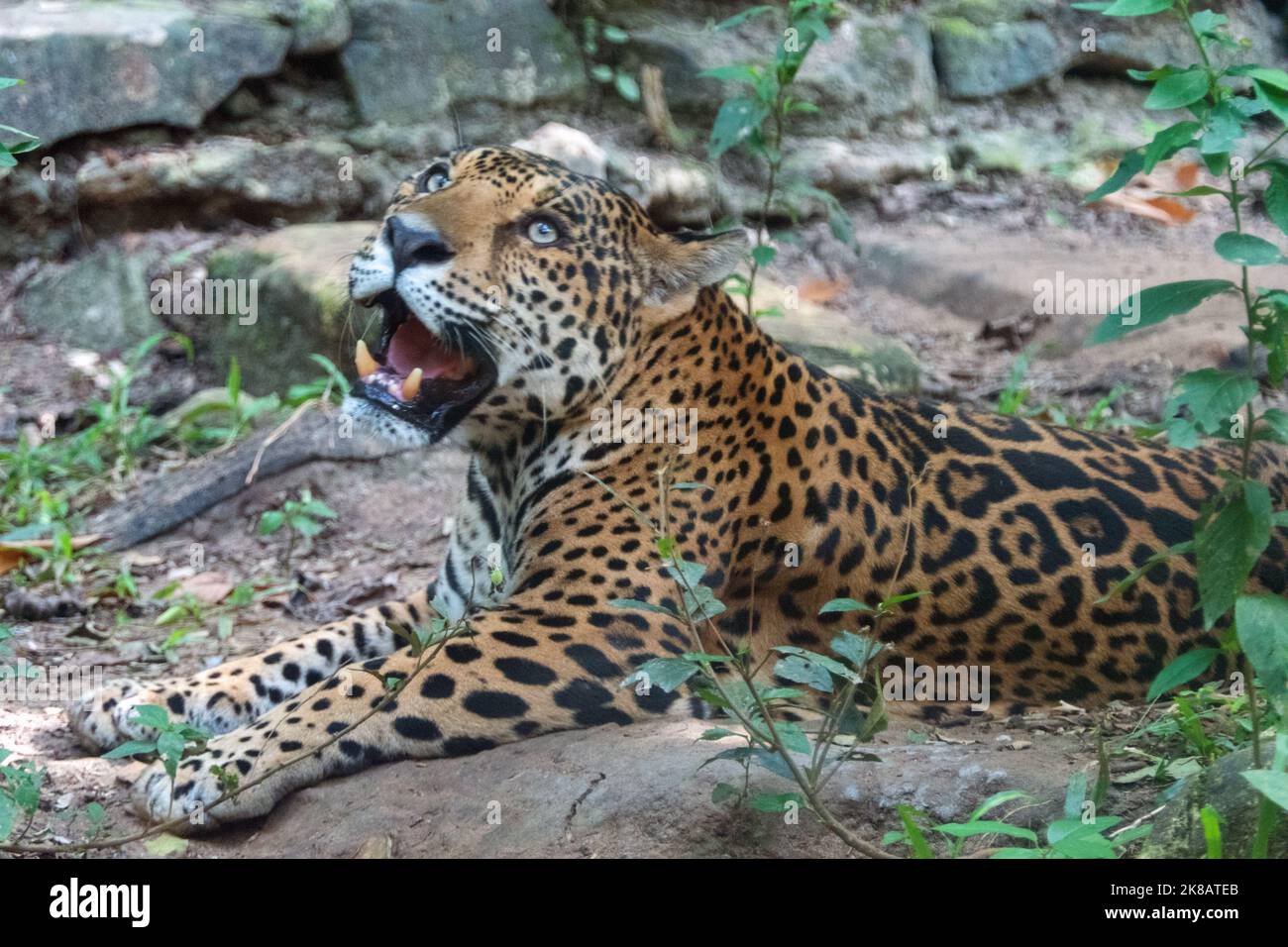 giaguaro femminile nella gabbia dello zoo a Chiapas, Messico. Gatto grande (Panthera onca) in recinto Foto Stock