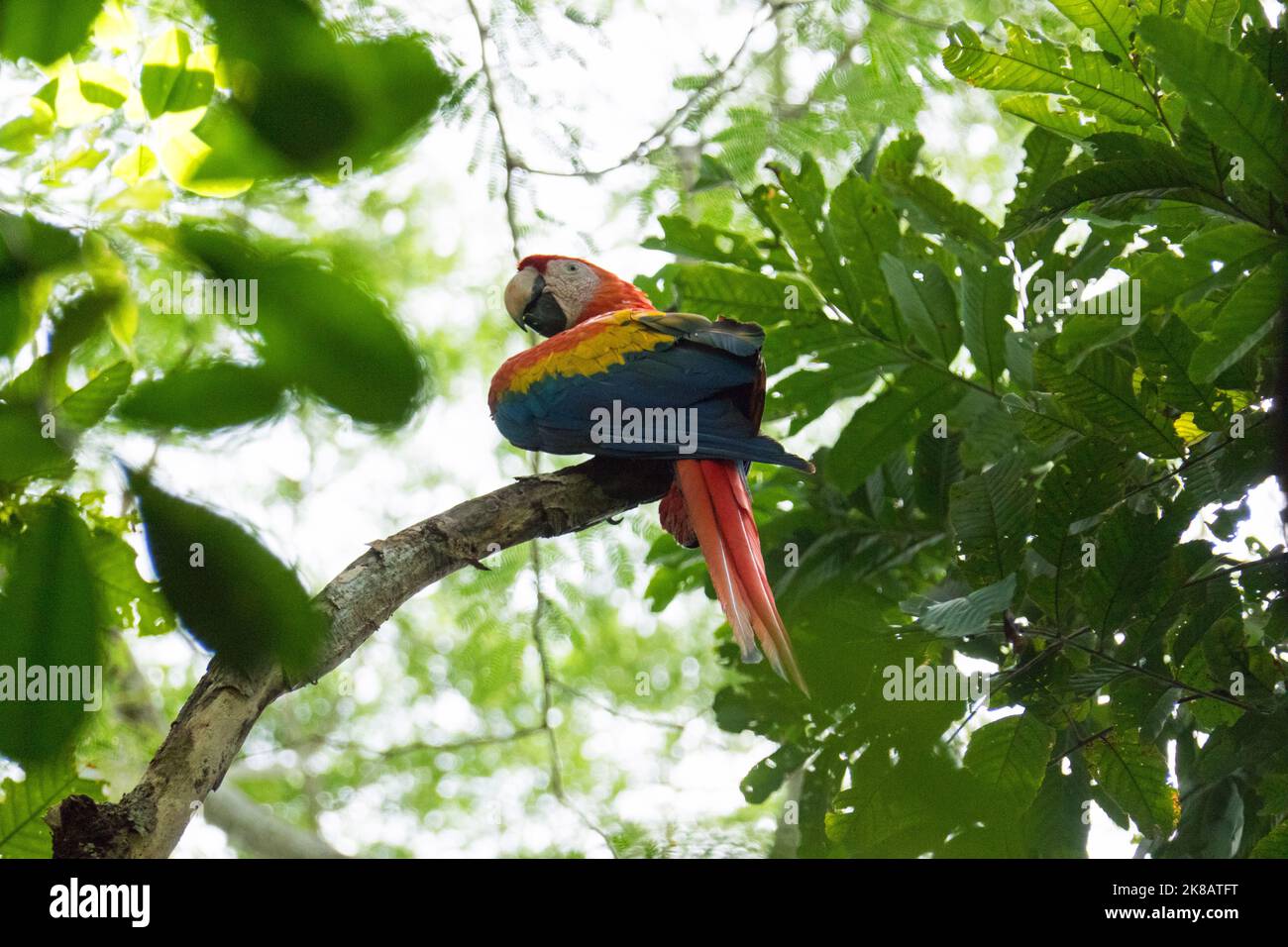 Un macaw scarlatto (Ara macao) arroccato su un ramo di albero in Chiapas, Messico. Grande pappagallo rosso, giallo e blu centroamericano. Uccello selvatico in j Foto Stock