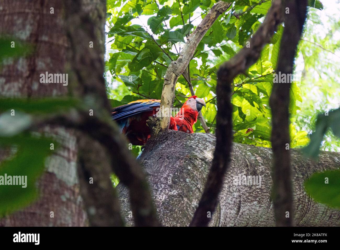 Due scarlatto macaws (Ara macao) arroccato su un ramo di albero in Chiapas, Messico. Grandi pappagalli rossi, gialli e blu centroamericani e sudamericani. Uccelli selvatici Foto Stock