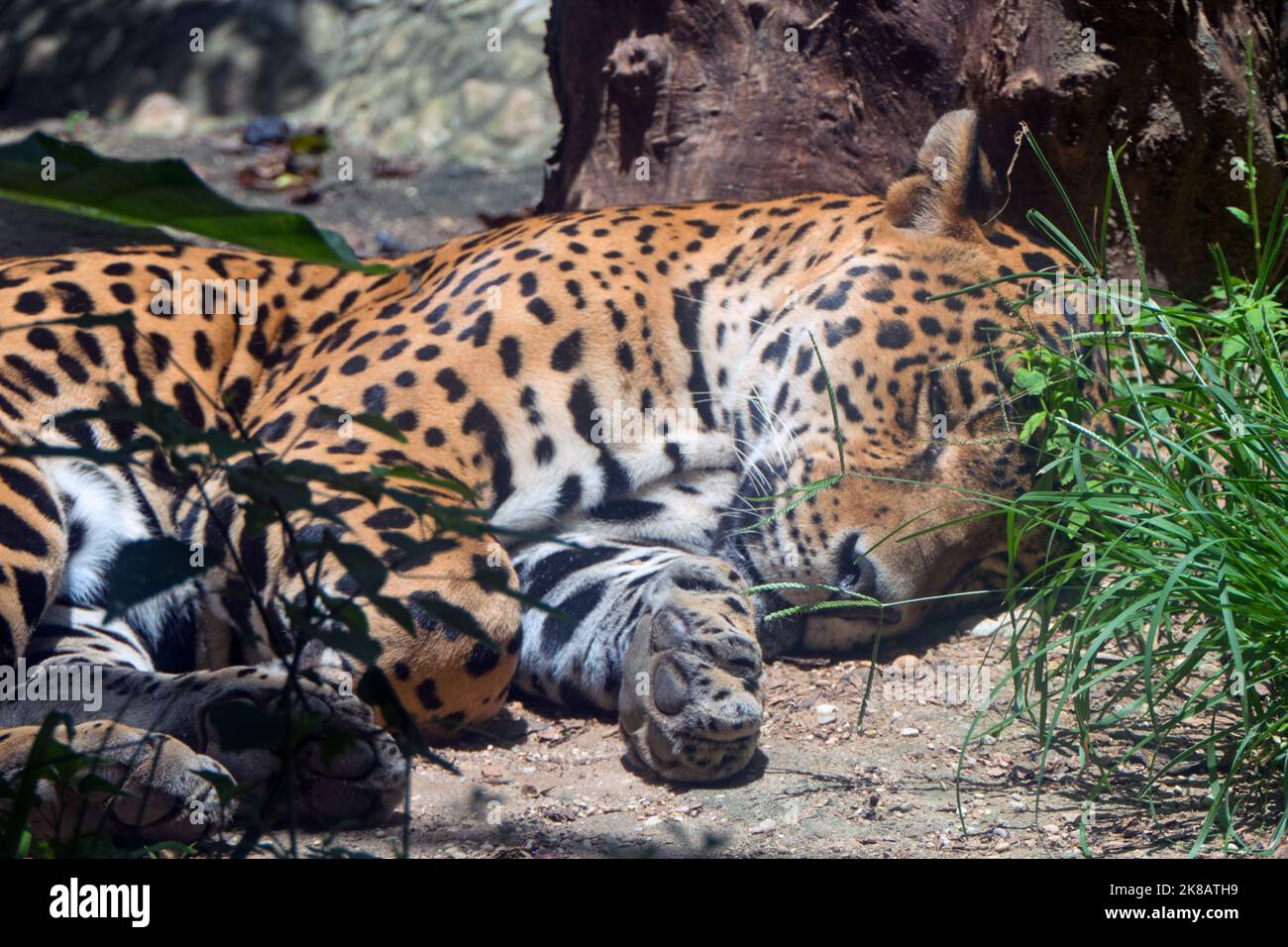 Grande giaguaro maschio in gabbia dello zoo in Chiapas, Messico. Gatto grande (Panthera onca) napping in recinto Foto Stock