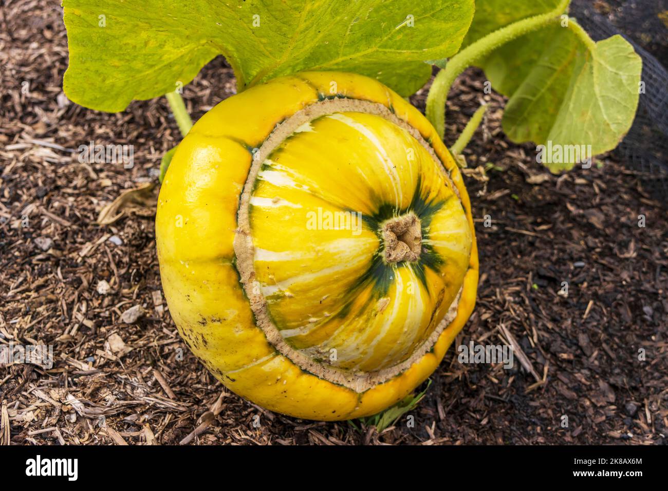 Zucca o Cucurbita maxima 'Turban di Turk' che cresce in un cerotto vegetale. Foto Stock