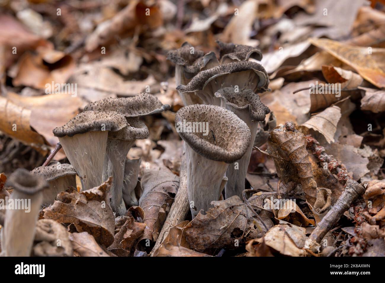 Craterellus cornucopioides, o corno di abbondanza Foto Stock