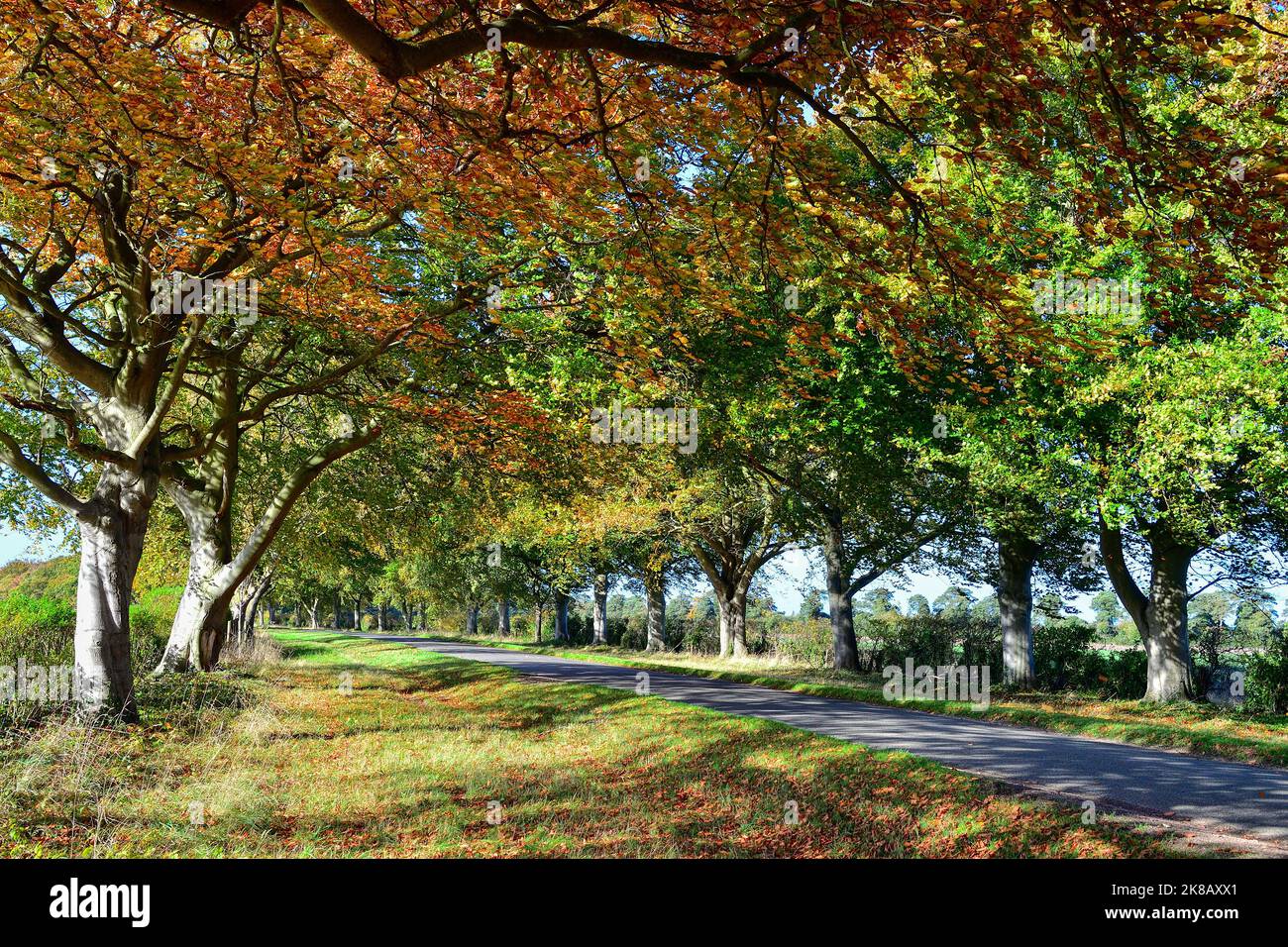 Un viale alberato vicino a Sandringham a Norfolk inizia a cambiare colore quando le foglie diventano marroni all'inizio dell'autunno nel Regno Unito Foto Stock
