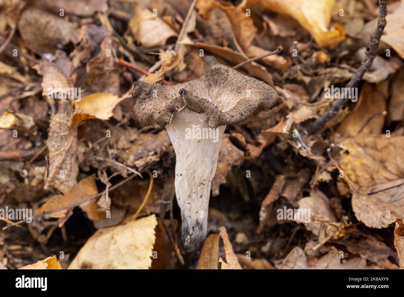 Craterellus cornucopioides, o corno di abbondanza Foto Stock