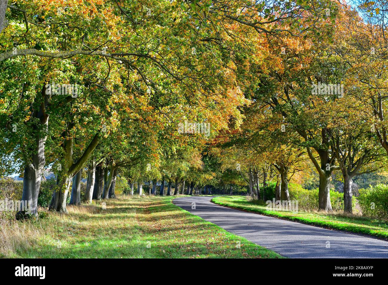 Un viale alberato vicino a Sandringham a Norfolk inizia a cambiare colore quando le foglie diventano marroni all'inizio dell'autunno nel Regno Unito Foto Stock