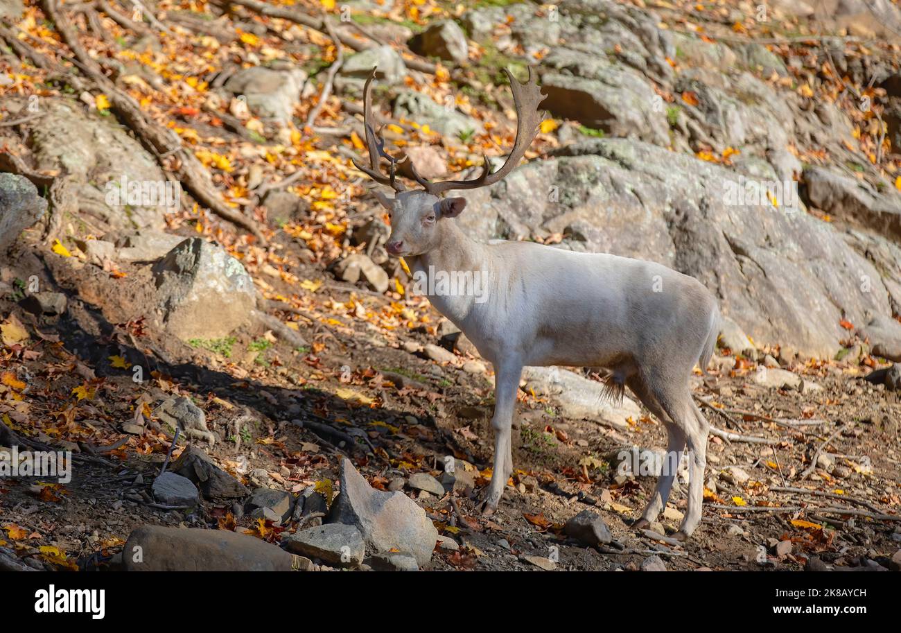 Capriolo di daino con grandi corna in piedi nella foresta in autunno in Canada Foto Stock