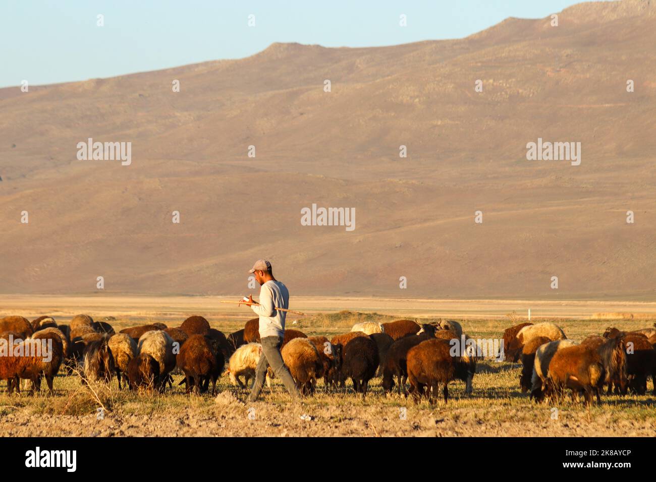 Erzurum, Turchia - Settembre 2021 Un pastore pascolando le sue pecore in una pianura in fuoco Anatolia.selective. Foto Stock