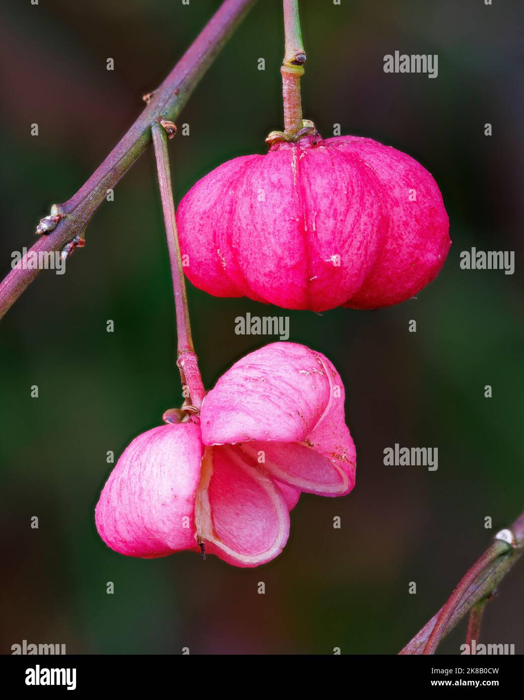 Euonymus hamitonianus 'Estate Indiana' ai Giardini di Aberglasney Foto Stock