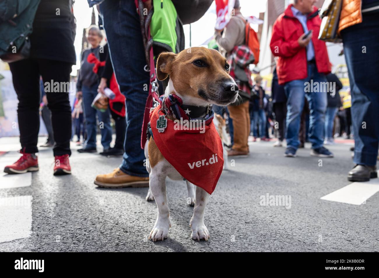 22 ottobre 2022, Assia, Francoforte sul meno: Un cane con un nickerChief Verdi accompagna la manifestazione. I dimostranti chiedono ulteriori misure di aiuto a breve termine, un tetto massimo per i prezzi dell'elettricità e del gas, ulteriori sussidi per l'energia e la fine della dipendenza dai combustibili fossili. Foto: Hannes P. Albert/dpa Foto Stock