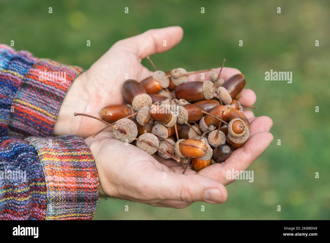 Mani a coppa reggono ghiande marroni con cappucci ruvidi, incorniciati da maniche colorate a maglia su erba verde sfocata in autunno. Foto Stock