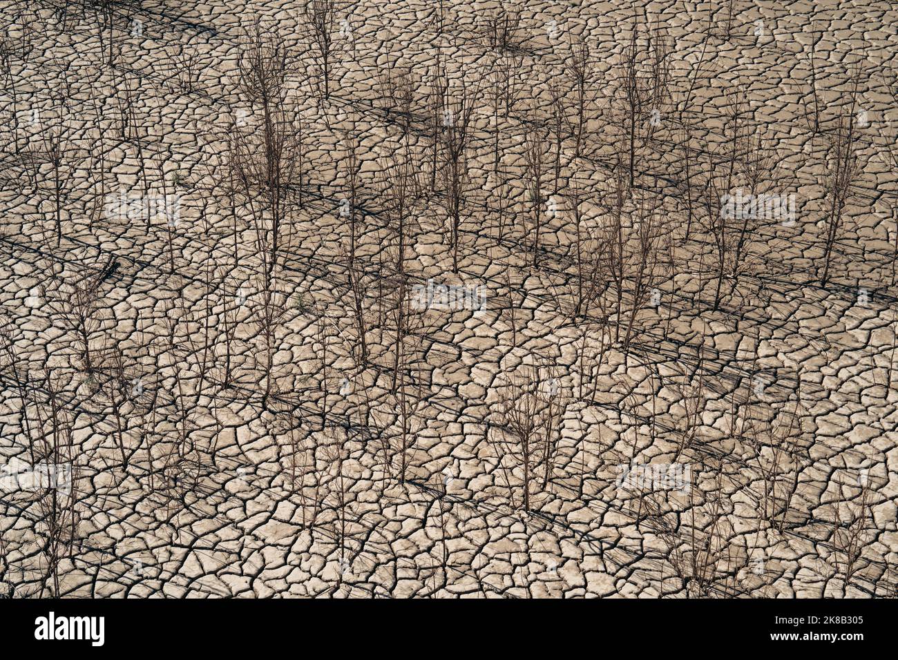 Paesaggio desertico secco con alberi arroccati come metafora per il riscaldamento globale e il cambiamento climatico. Un avvertimento per la necessità di proteggere il nostro ambiente Foto Stock