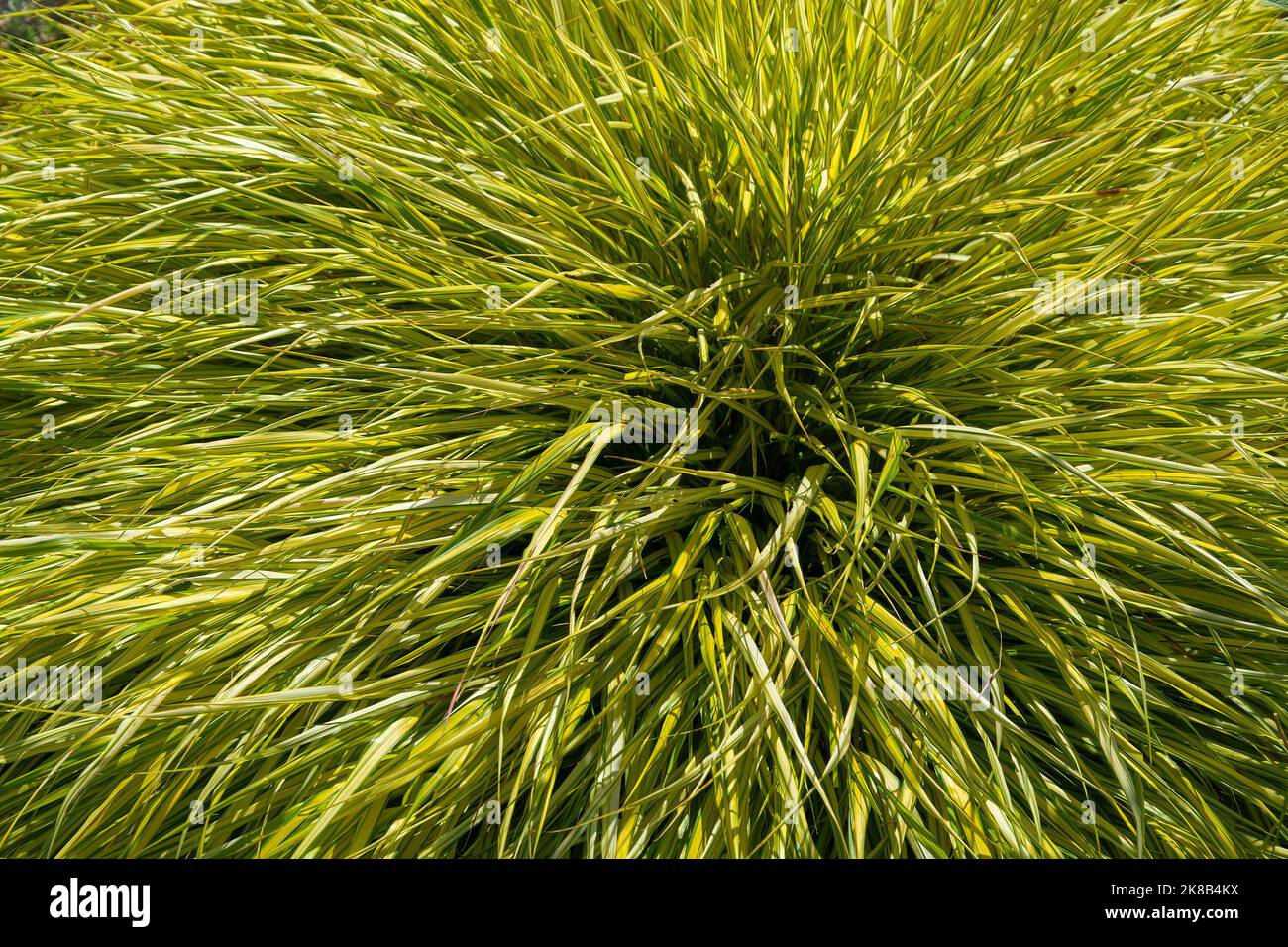 Hakonehloa, una pianta di cereali ornamentali culturale nel giardino Foto Stock