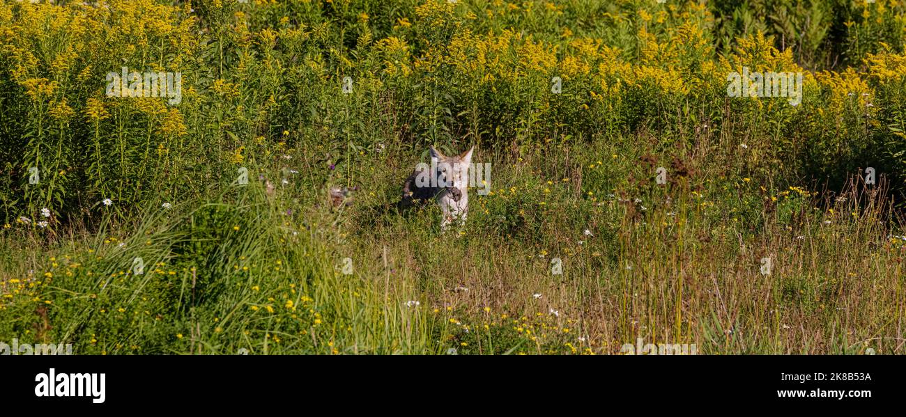 Coyote che detiene una talpa che aveva appena catturato in un campo nel Wisconsin settentrionale. Foto Stock