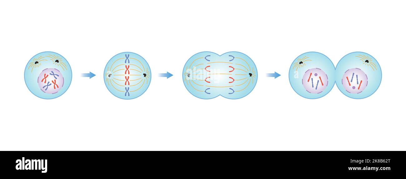 Progettazione scientifica delle fasi di mitosi (Divisione cellulare). Simboli colorati. Illustrazione vettoriale. Illustrazione Vettoriale