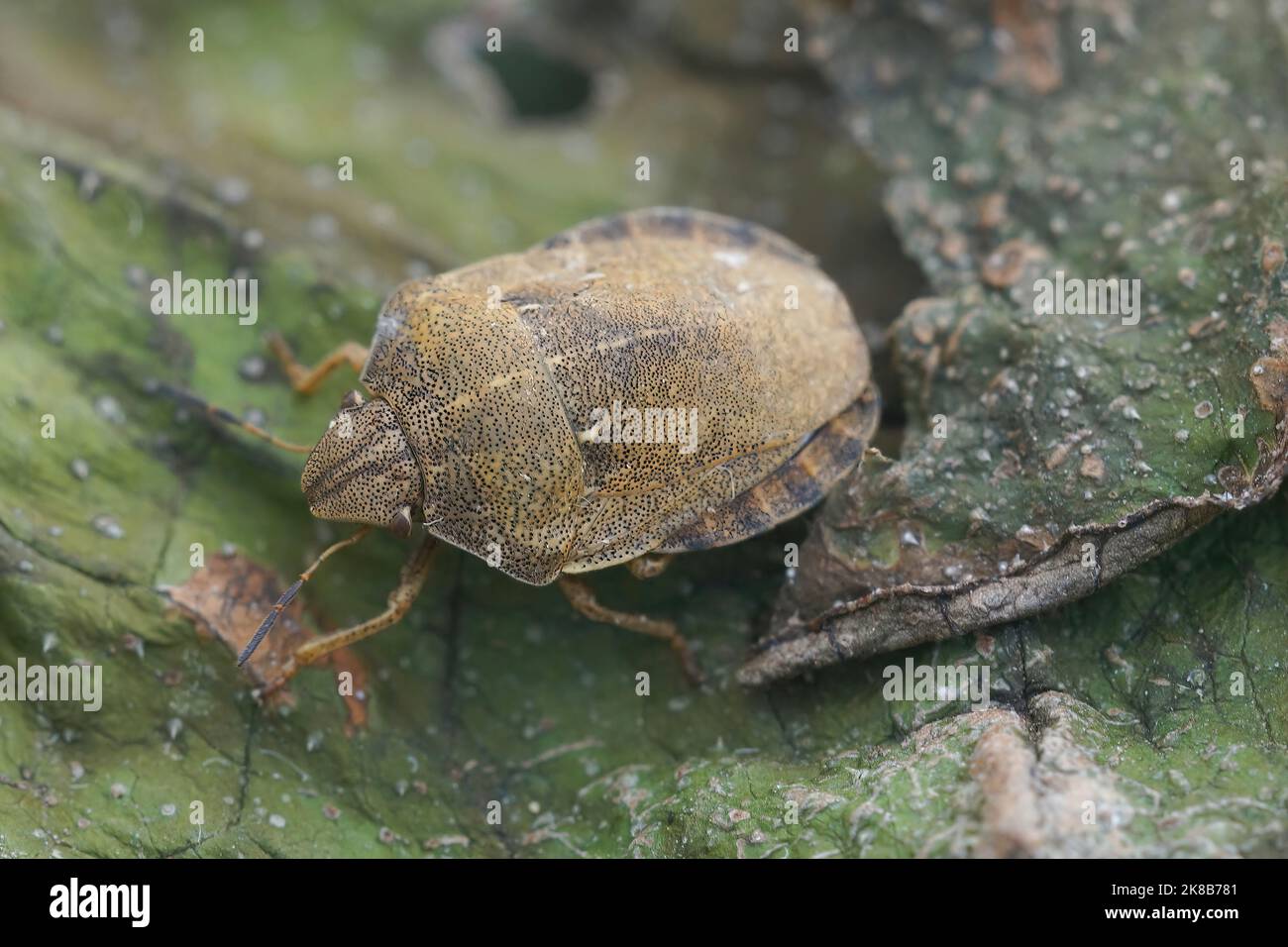 Closeup su un adulto marrone scudo tartaruga bug, Eurgygaster testudinaria seduta su una foglia essiccata Foto Stock
