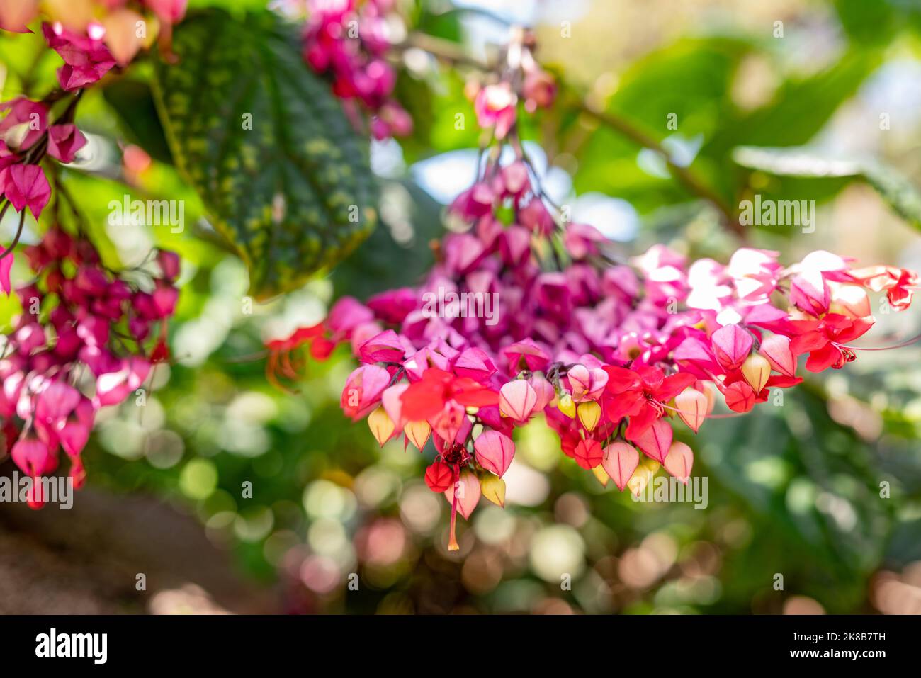Principalmente il closeup di fiori di vite di cuore sanguinante sfocato. Fiori viola e rosso Foto Stock