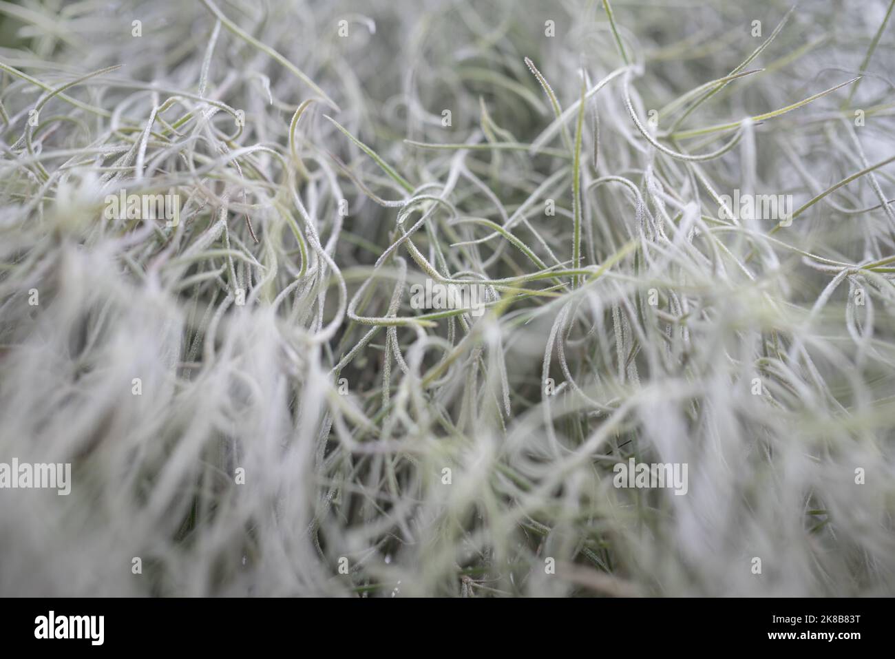 Sfocato vecchio mans barba primo piano. La tillandsia quasi bianca usneoides muschio spagnolo Foto Stock