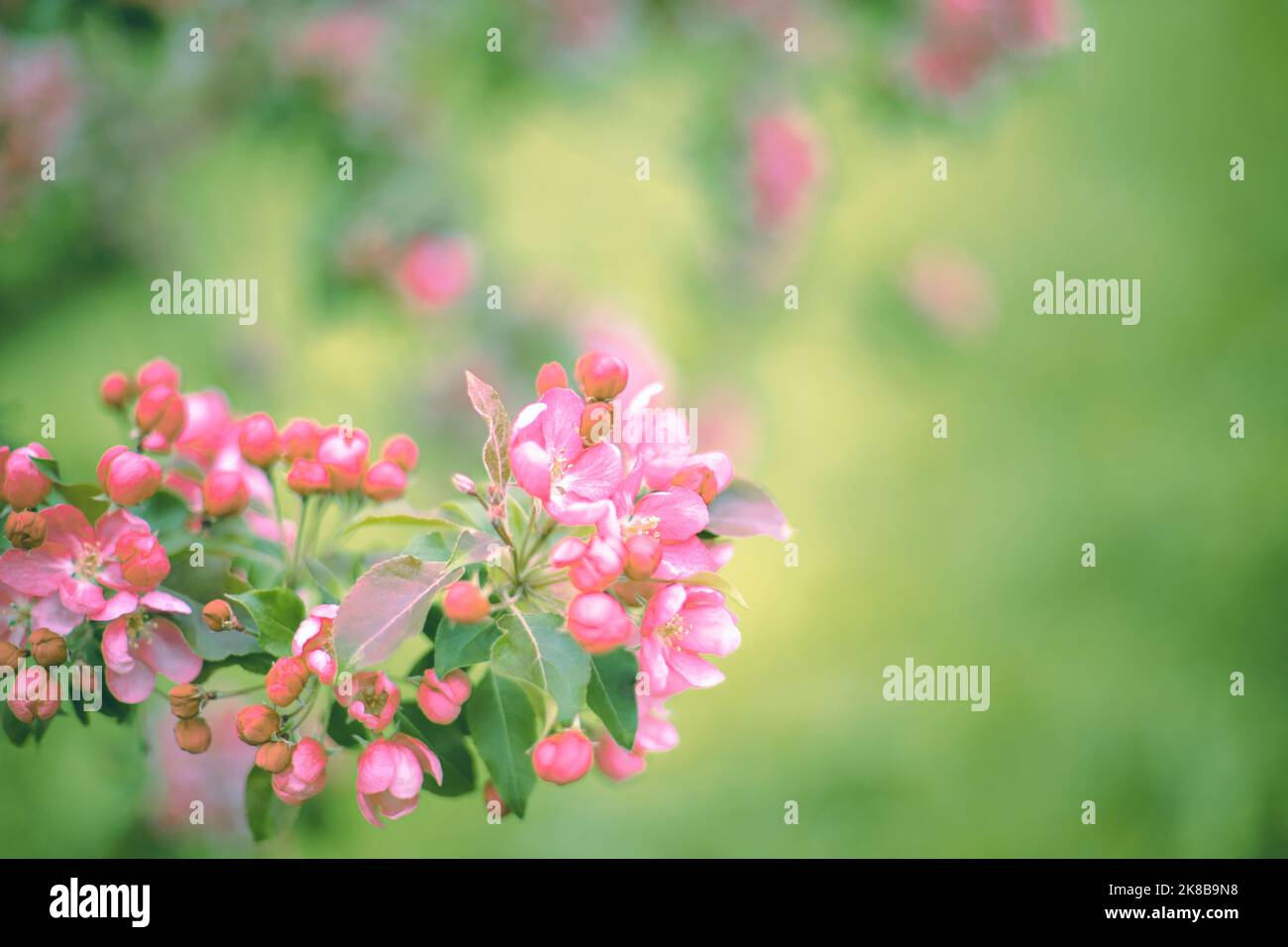 Ramificazione con fiori rosa su sfondo sfocato verde scuro Foto Stock