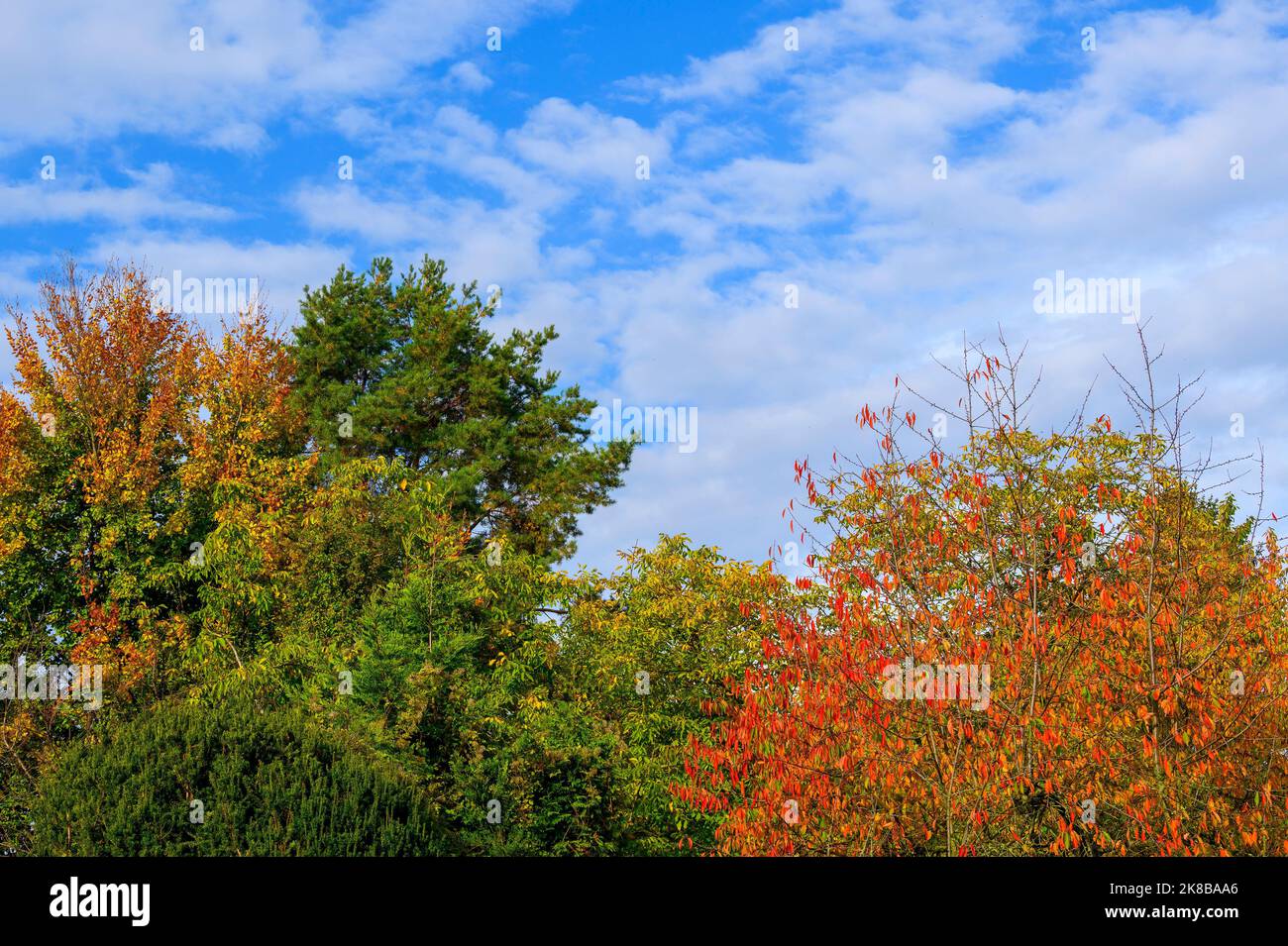 Alberi con foglie d'autunno dai colori vivaci illuminate dal sole. Foto Stock