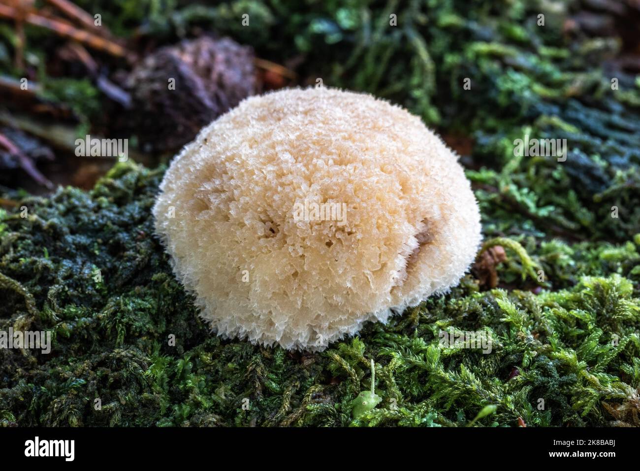 Silky Rosegill, funghi, Regno Unito Foto Stock