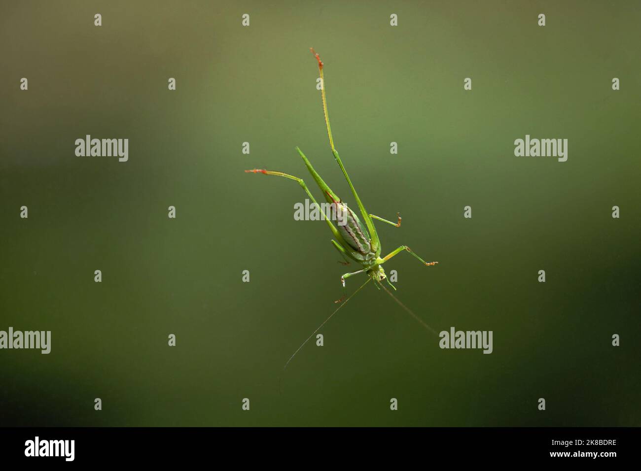 Primo piano della parte inferiore di un insetto/insetto katydid su una finestra Foto Stock