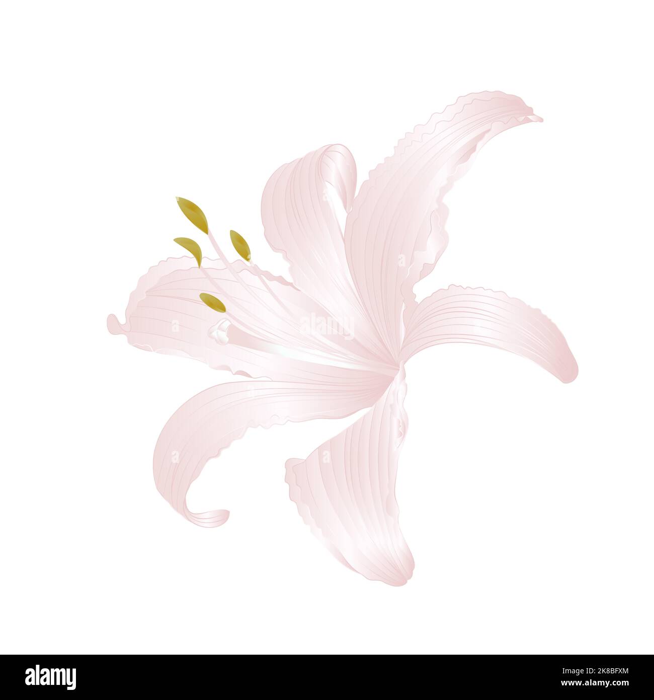 Fiore bianco Lily Lilium candidum, illustrazione vettoriale disegno a mano modificabile Illustrazione Vettoriale