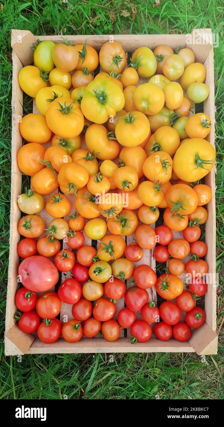 Varietà diverse di pomodori gialli e rossi di varietà diverse, in una scatola di legno Foto Stock
