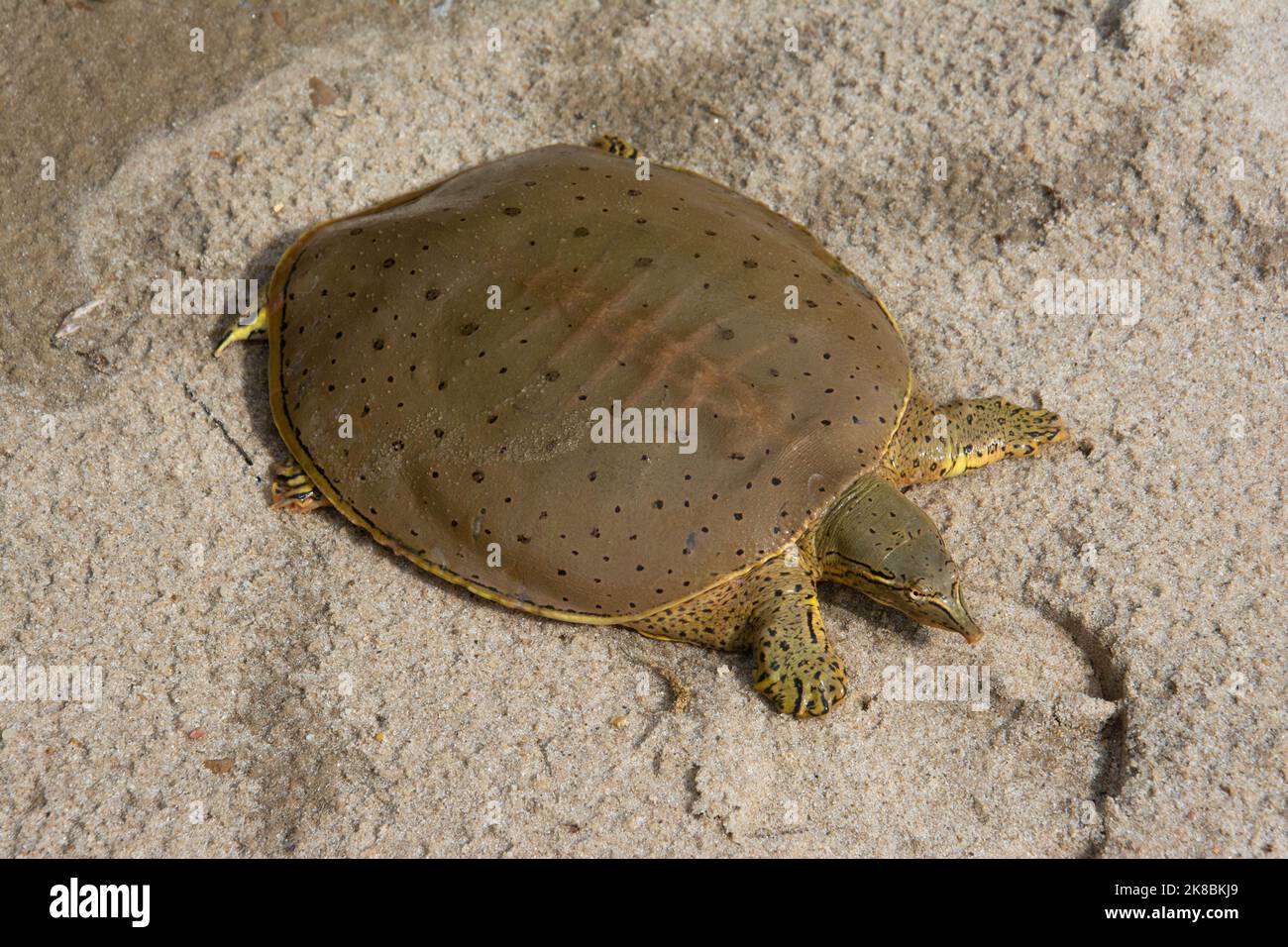 Uno Spiny Softshell maschio adulto (Aspalone spinifera) dalla zona intergrata con A. s. spinifera, A. s. aspera e A. s. pallida in Louisiana. Foto Stock