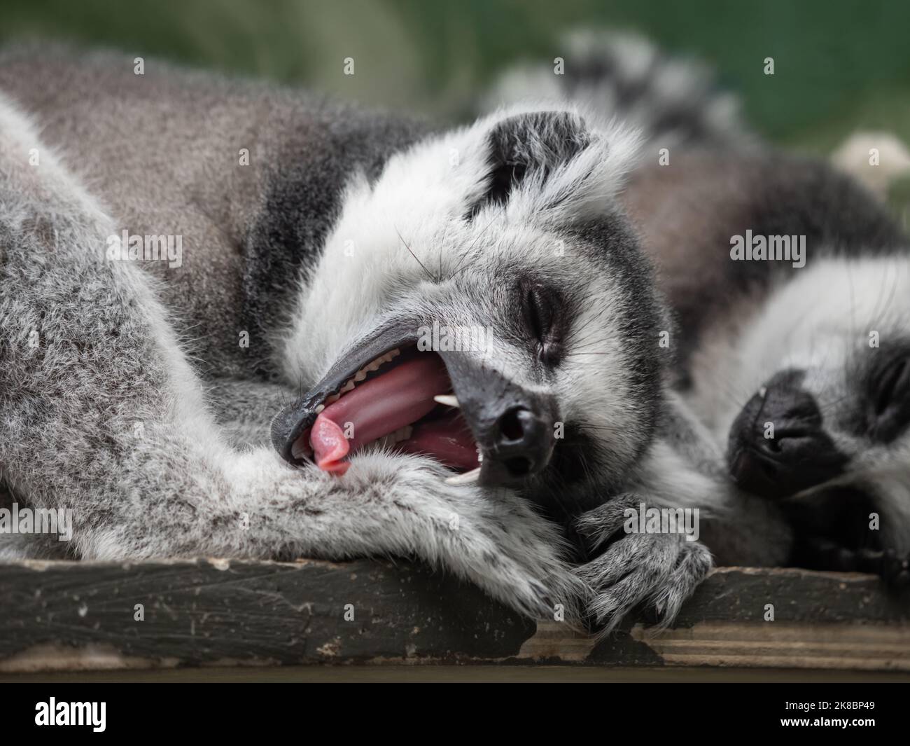 Coppia addormentata di limur a coda di anello o di catta di lemur. Gli animali pelosi grigi hanno un pisolino su una tavola di legno. Foto Stock