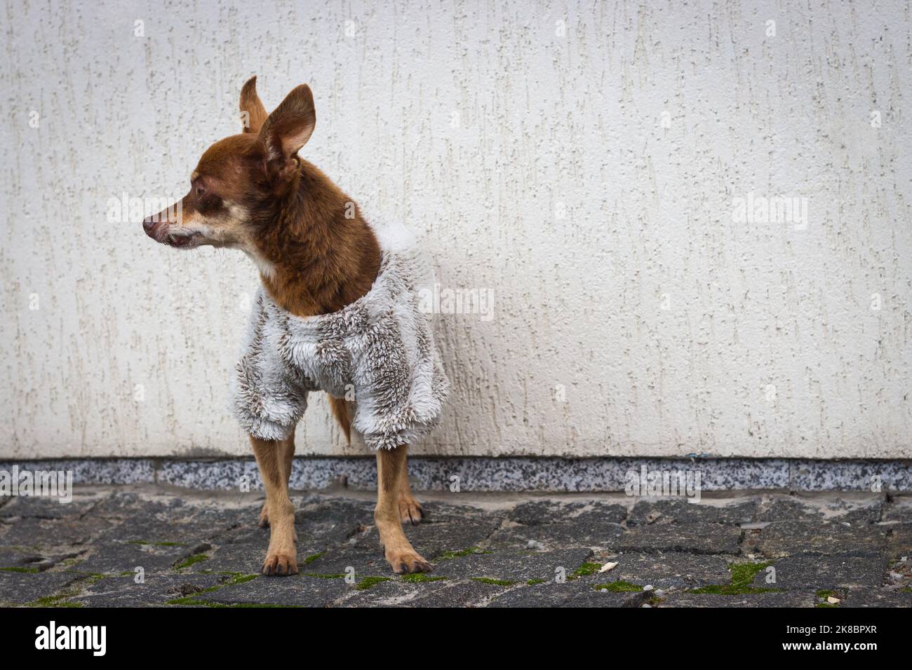 Piccolo cane in abiti invernali. Cane compagno per strada. PET moda. Piccolo cane divertente in piedi da solo. Abbigliamento per cani con clima freddo. Cucciolo in miniatura. Foto Stock