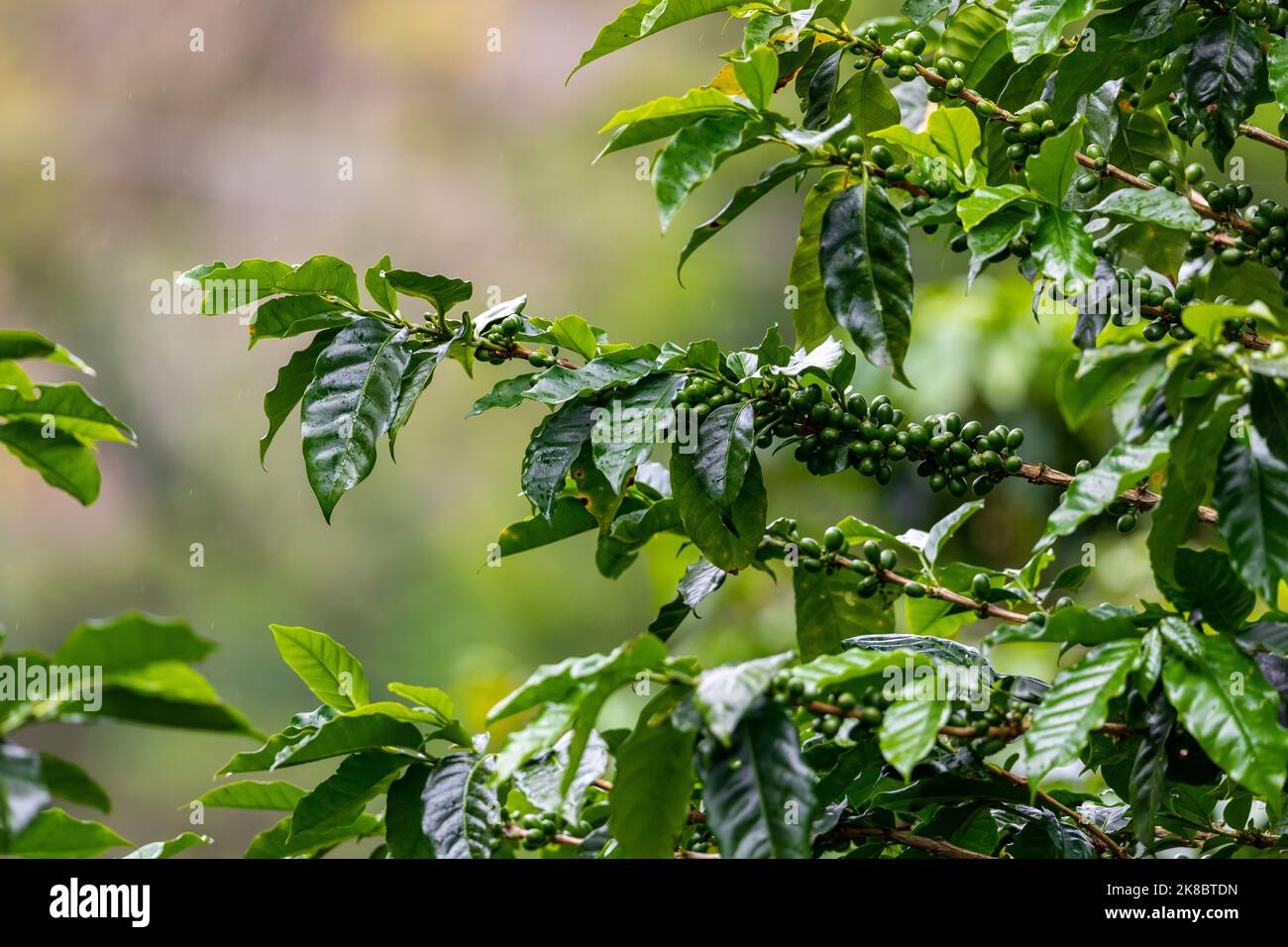 Piantagione di caffè, chicchi di caffè crudi e foglie, a Boquete, Panama. America Centrale. Foto Stock