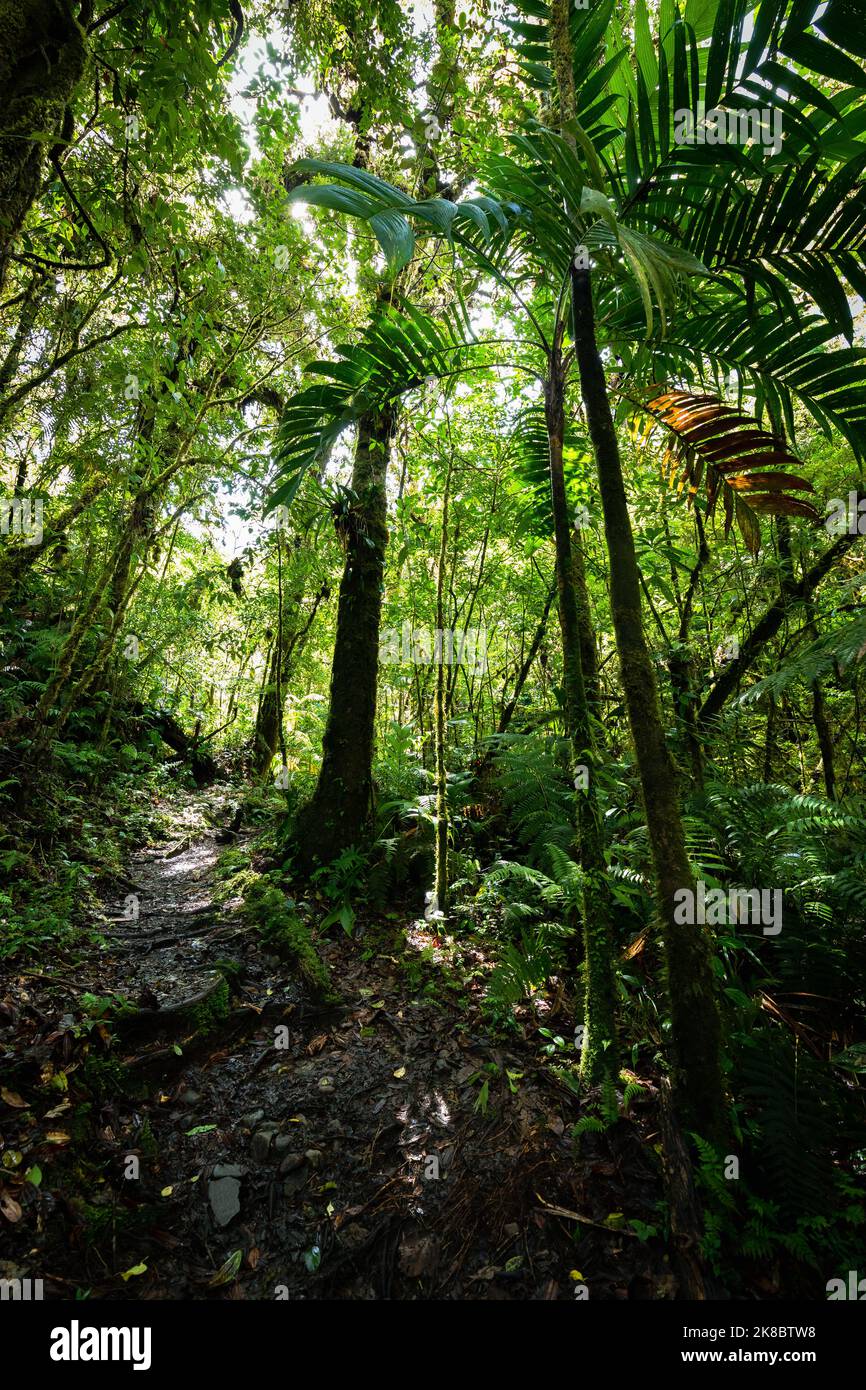 Percorso della giungla per le cascate perdute a Boquete, Panama. Foto Stock