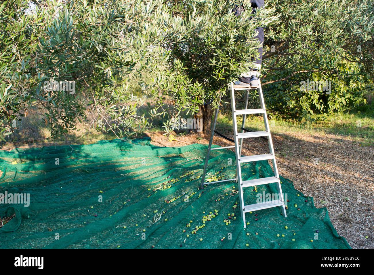 Raccolta manuale di olive, raccolta in scala e olive mature in rete verde, provenienti dalla Dalmazia, Croazia Foto Stock