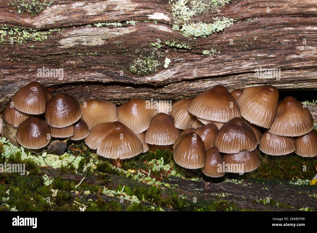 Mycena inclinata (cofano in cluster) è un fungo saprobic comunemente reperibili sul degrado del legno (soprattutto querce e castagni), che cresce in piccoli gruppi. Foto Stock