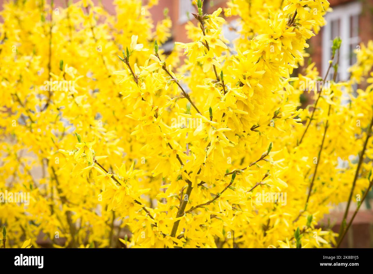 Forsythia x intermedia goldrush o goldrausch in un giardino, Regno Unito Foto Stock