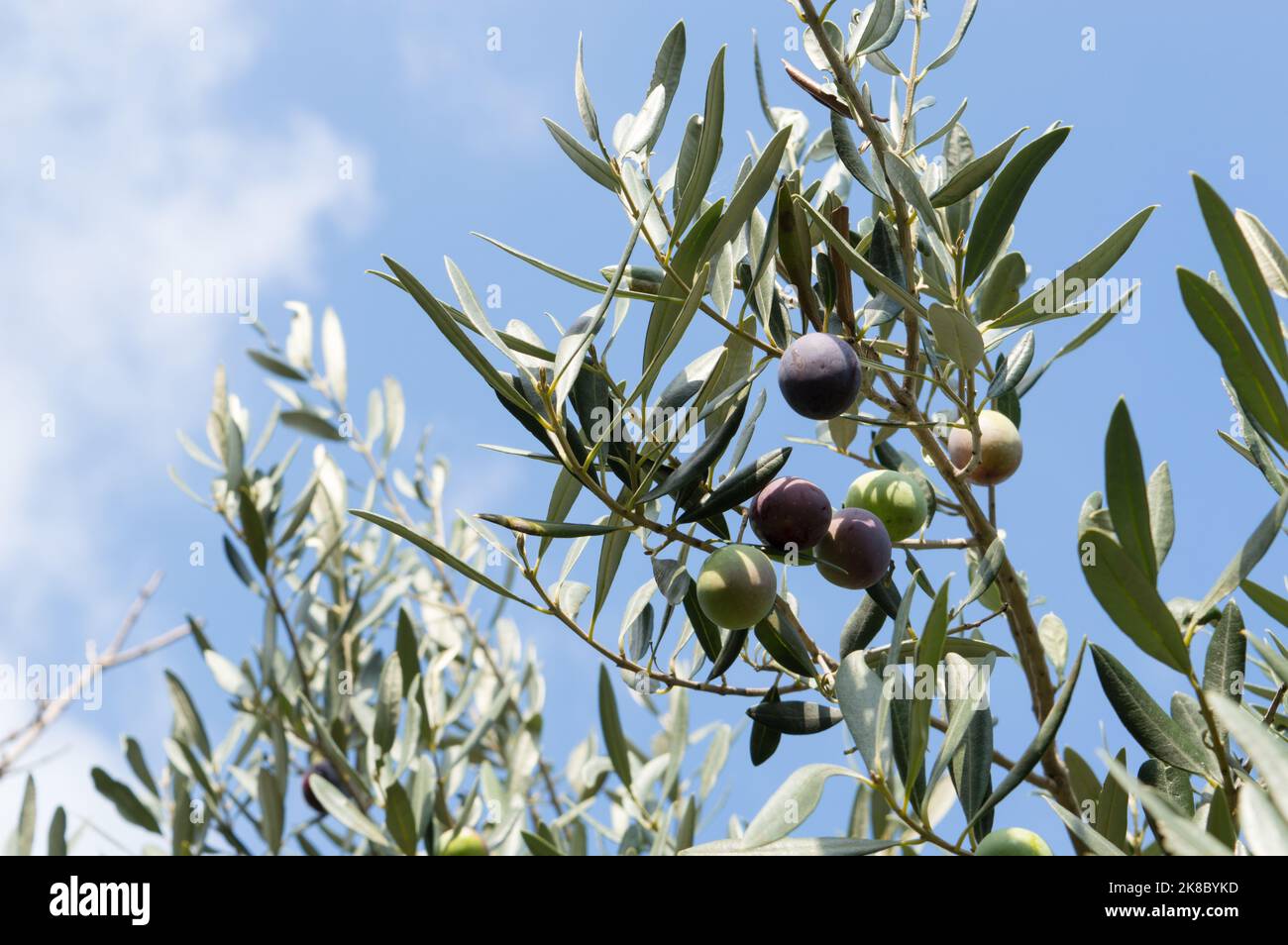 Olive mature sull'albero, Olea Europaea, pronta per la raccolta, frutti mediterranei dalla Dalmazia, Croazia Foto Stock