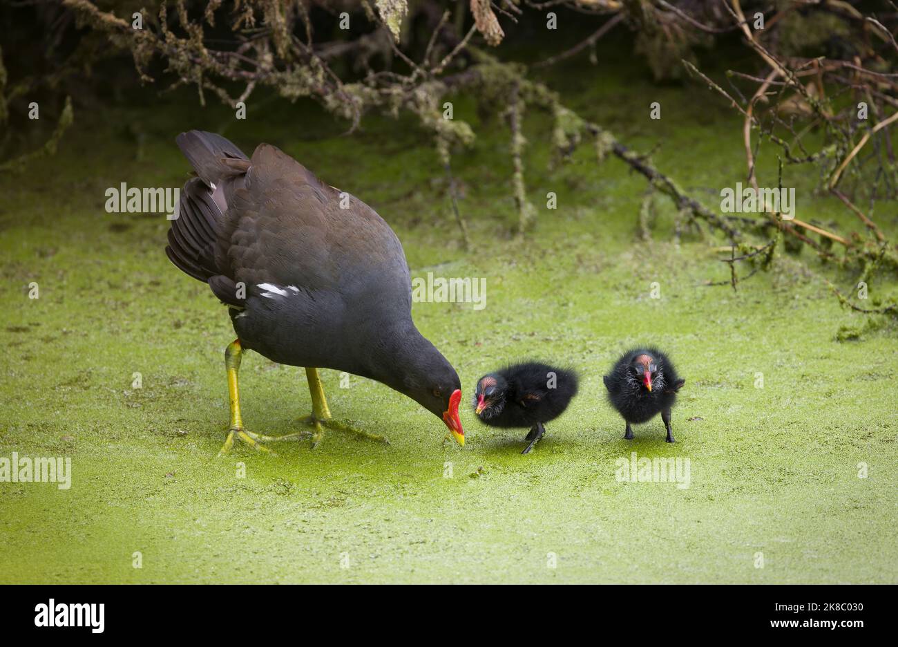 Moorhen (Fulica chloropus) con i pulcini che svanono sulle erbacce dello stagno sul Canal Grande dell'Unione a Stoke Bruerne, Northamptonshire, Regno Unito Foto Stock