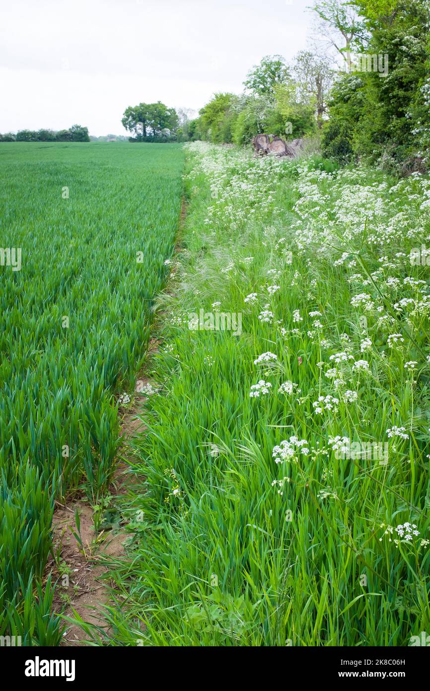 Fiori selvatici, prezzemolo di vacca che cresce in un margine di campo d'erba in un'azienda agricola britannica arabile Foto Stock