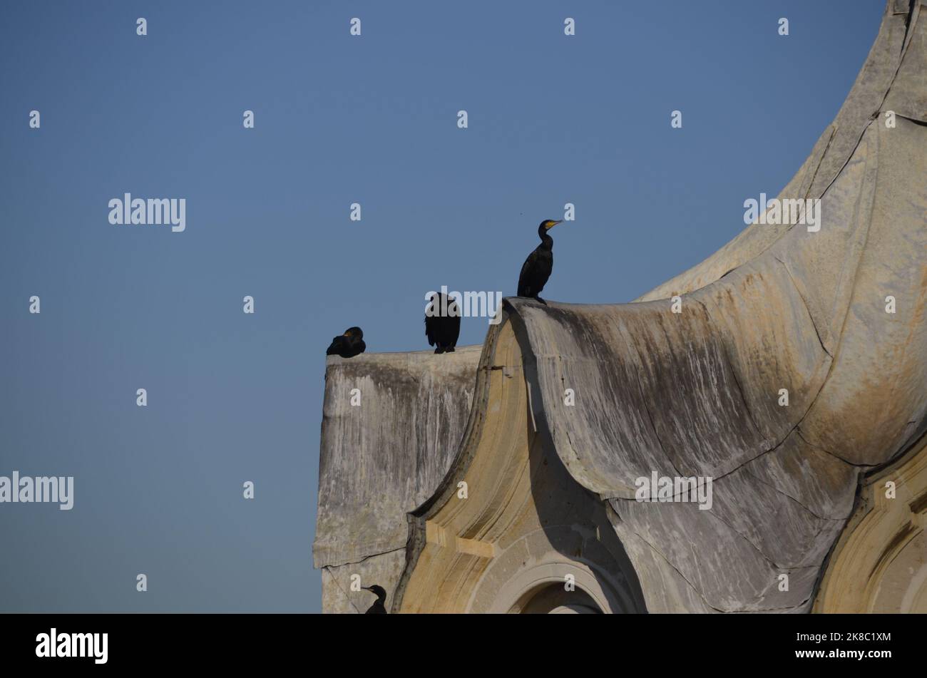 Uccelli cormorani appollaiati sul tetto, cormorani, uccelli acquatici. İstanbul, Türkiye. Foto Stock