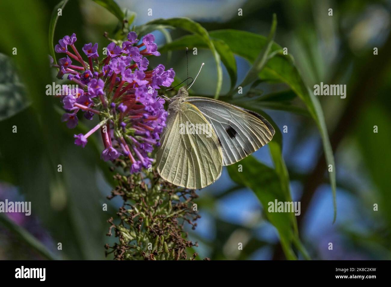 Large White Butterfly Sarcococca brassicae Foto Stock