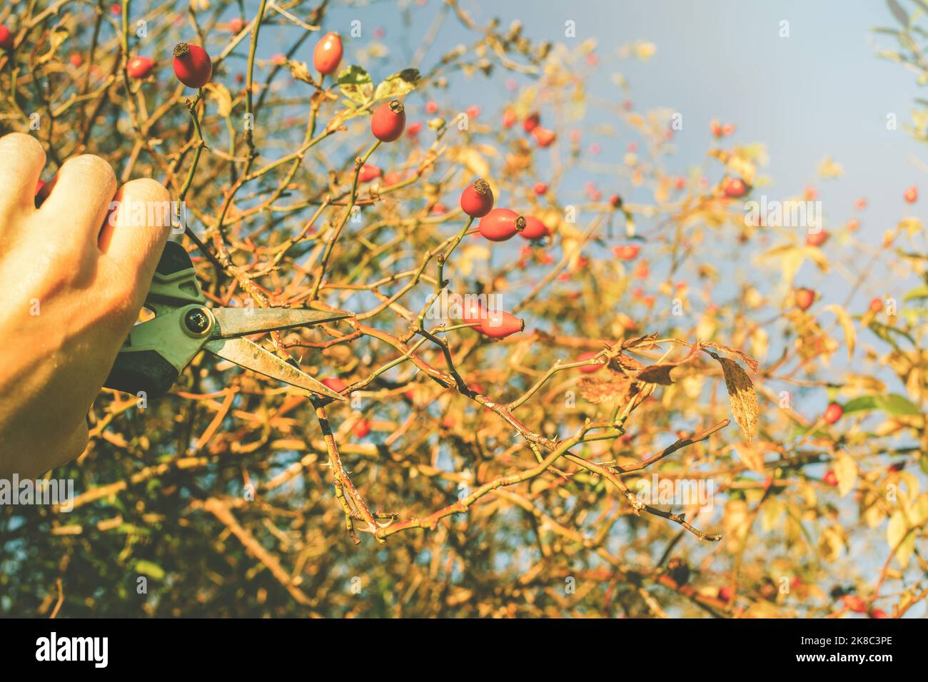 Raccolta di rosee con giardino shears.Sunny giorno in autunno. Foto di alta qualità Foto Stock
