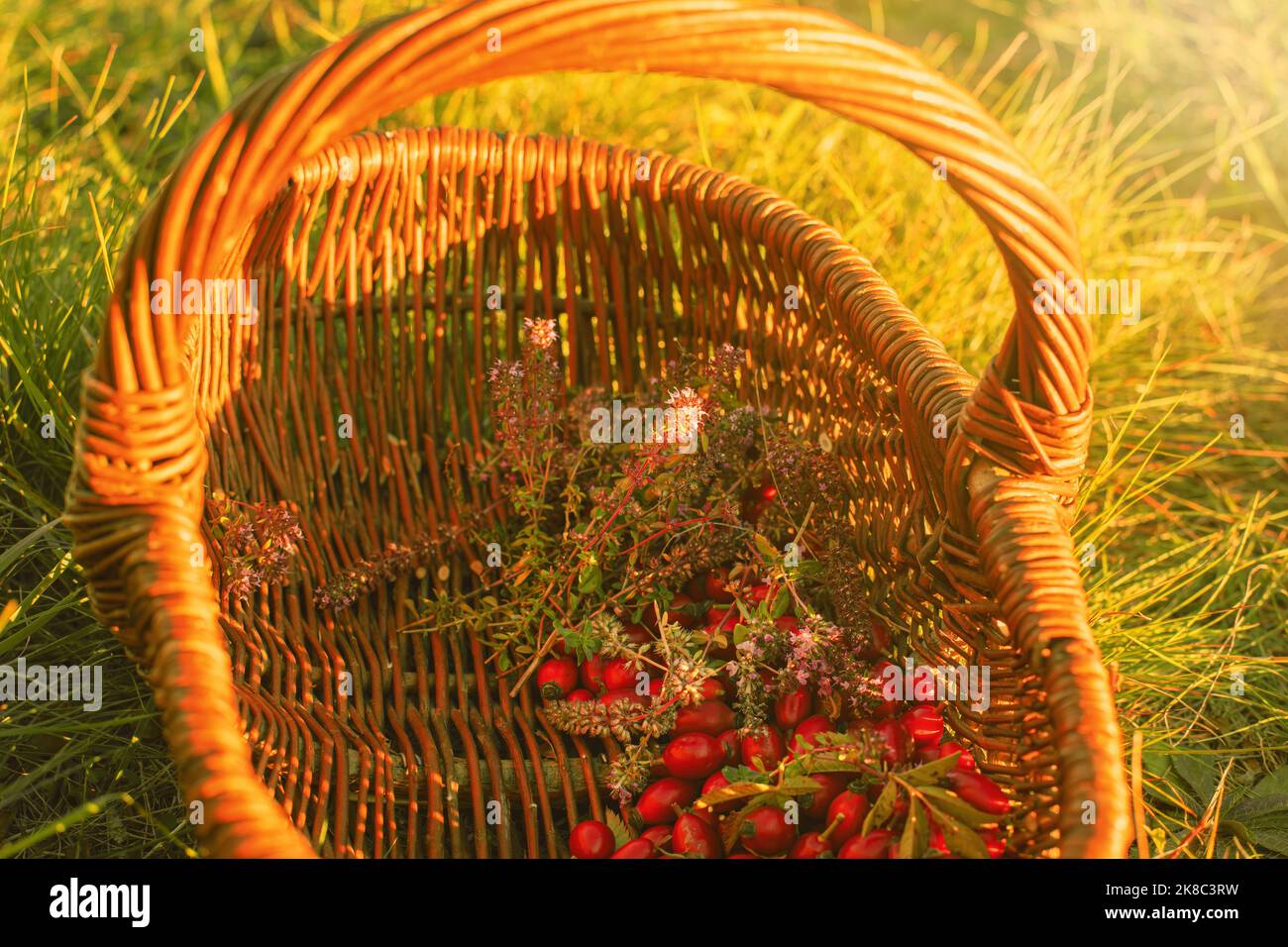 Rosticchie ed erbe in cesto di vimini in un giorno di sole.Autunno stagione. Foto di alta qualità Foto Stock
