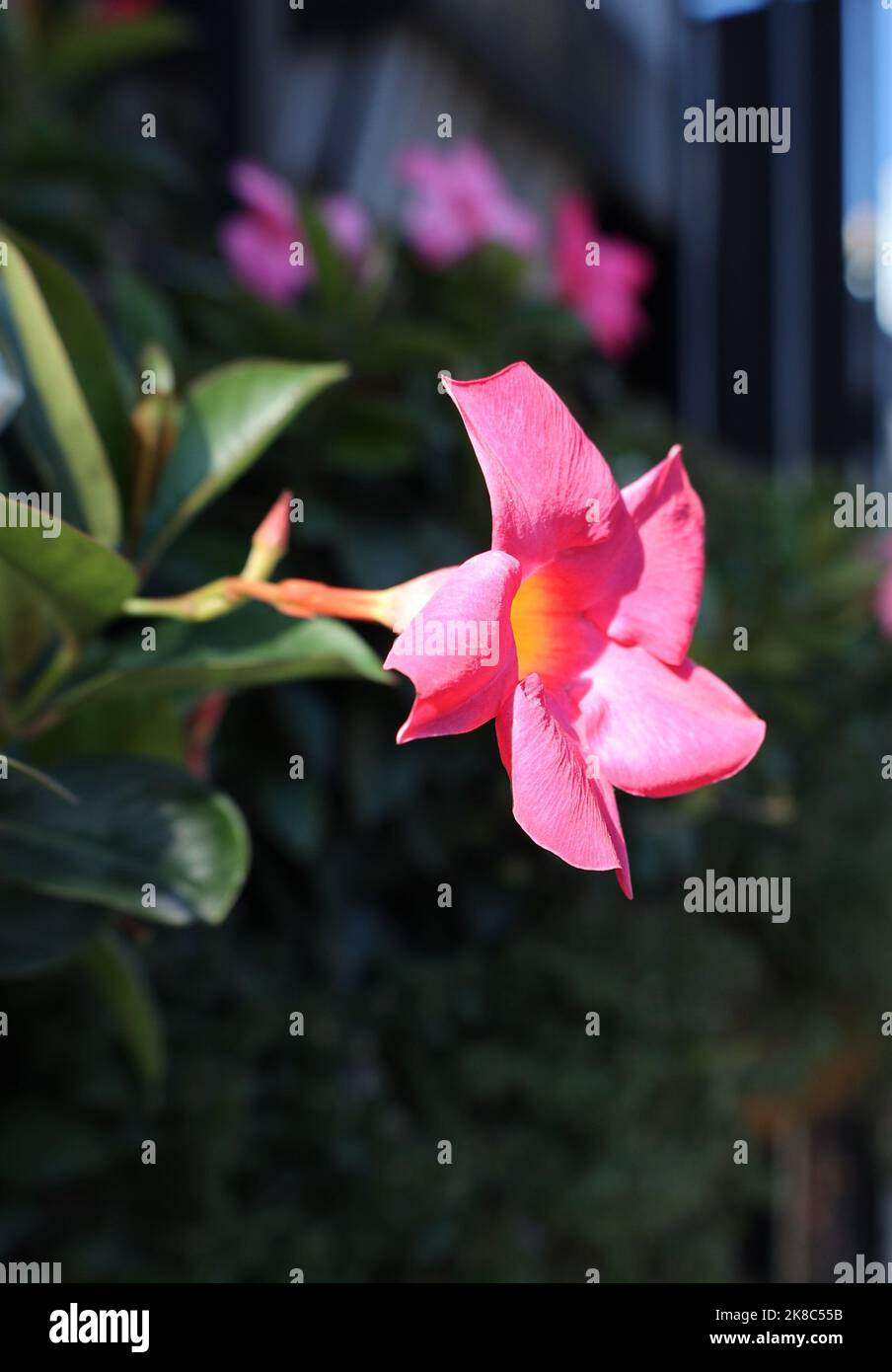 Fiori di colore rosa in un giardino. Foto Stock