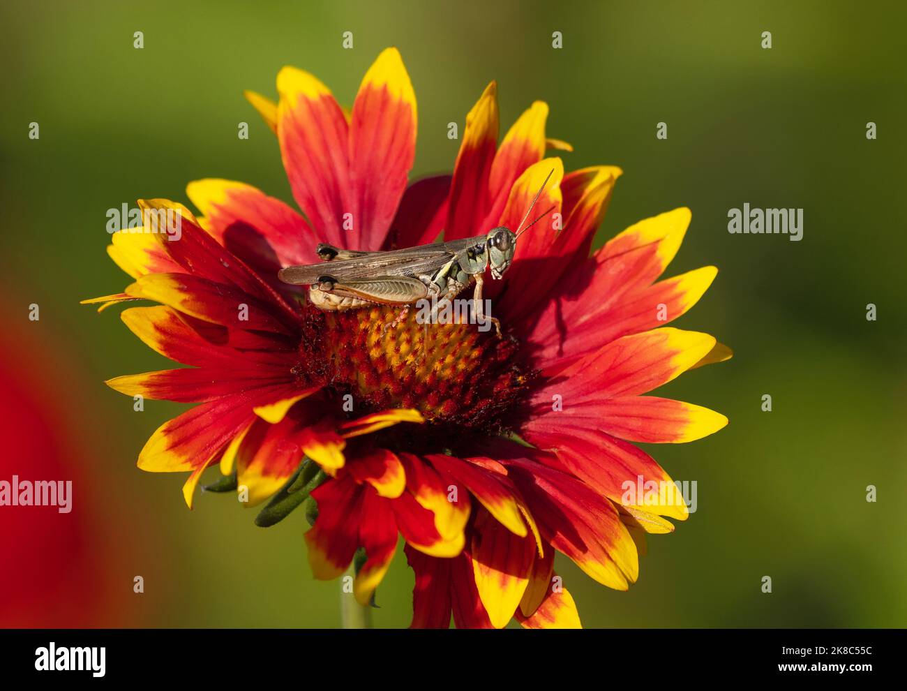 Un Grasshopper a zampe rosse (Melanoplus) che riposa all'interno di un fiore rosso e giallo (Gaillardia). Vista ravvicinata. Foto Stock