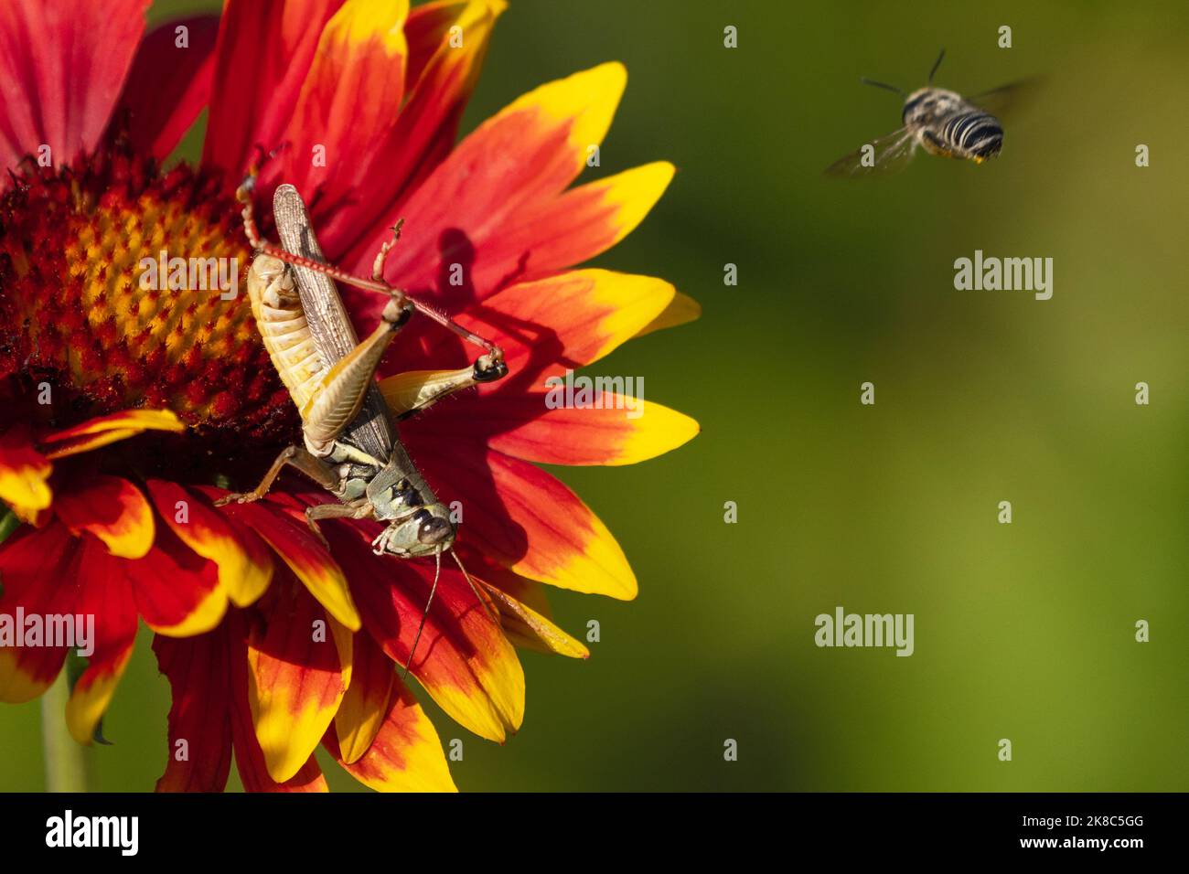 Un Grasshopper prende una posizione difensiva con il corpo abbassato e le gambe posteriori sollevate come un'ape insistente solleva circa volere atterrare sul relativo fiore. Foto Stock