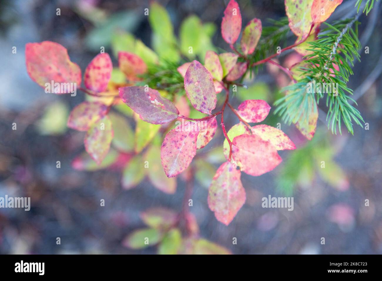 Le foglie di Huckleberry cambiano per la stagione autunnale nel Paintbrush Canyon. Grand Teton National Park, Wyoming Foto Stock
